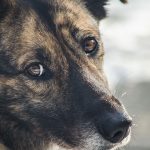 190709135804_sad_dog