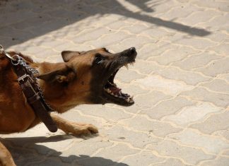 Επίθεση σκύλου Γλυκά Νερά: Τέρμα οι δικαιολογίες – Μιλάμε για έγκλημα