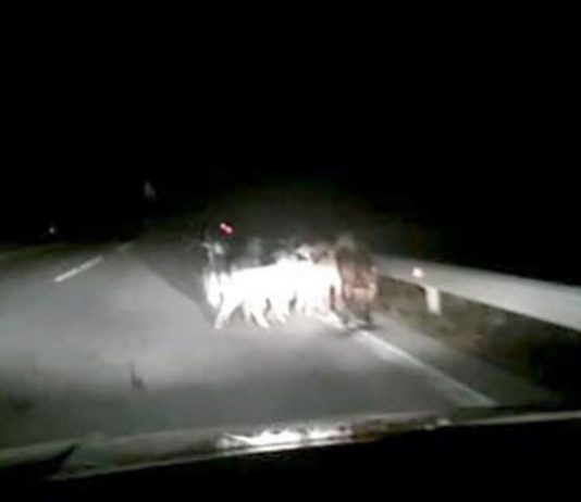 Κοζάνη: Κοπάδι με κατσίκια «βολτάρει» στην Εγνατία!