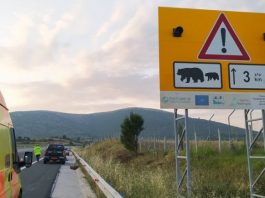 Τροχαίο με θύμα νεαρή ενήλικη αρκούδα συνέβη τις πρώτες πρωινές ώρες στον κάθετο άξονα Σιάτιστας – Κρυσταλοπηγής της Εγνατίας Οδού στο ύψος του οικισμού Καλονερίου (Φωτογραφία)