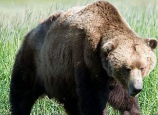 Αρκούδα μπήκε σε κτήμα με καλαμπόκι σε περιοχή μεταξύ Μικροκάστρου και Καλονερίου και παρέμεινε μέρες μέσα – Χρειάστηκε η συνδρομή σκυλιών για κυνήγι αγριογούρουνου ώστε να εγκαταλείψει το κτήμα