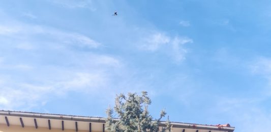 Σιάτιστα – Στήθηκε το Χριστουγεννιάτικο ΔΕΝΤΡΟ στο Δημαρχείο Βοΐου !! VIDEO ** ΦΩΤΟ