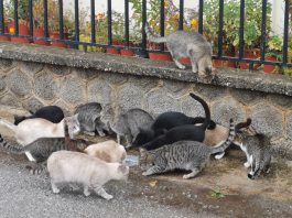 Οι γάτες μπορούν να ξεχωρίσουν αν το αφεντικό τους μιλά σε αυτές και… αντιδρούν ανάλογα