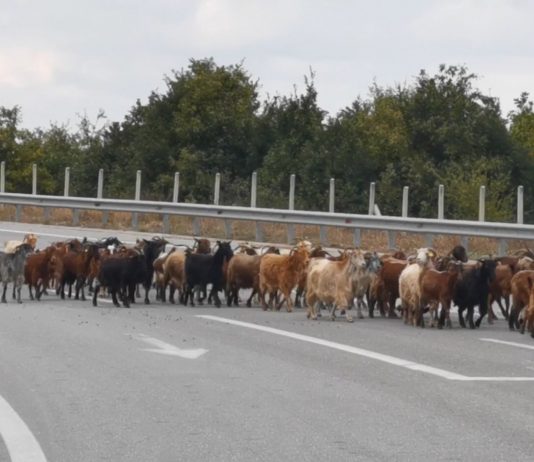 Γρεβενά – Απίστευτο θέαμα – Πλημμύρισε ο δρόμος από 2 δύο χιλιάδες κατσίκια !! Video