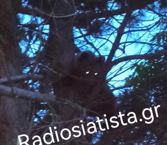 Αρκουδάκι μέσα στην πόλη της Σιάτιστας πλησίον οικίας Αντιδημάρχου – Περιοχή Περβόλια Γεράνεια !! Φώτο ** video