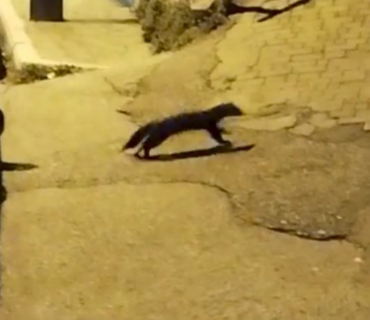 Ζωάκι ΜΙΝΚ κόβει βόλτες στο κέντρο της Σιάτιστας. !!! Βίντεο – Φωτό