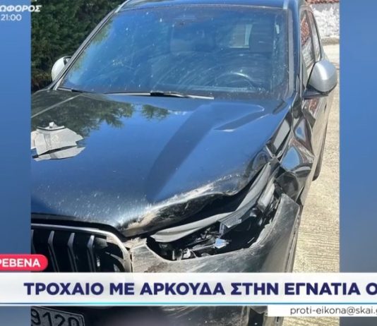 #ΑΡΚΟΥΔΑ μέσα στην #ΕΓΝΑΤΊΑ – ΒΙΝΤΕΟ – ΟΛΑ ΤΑ ΝΕΑ !!