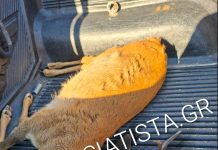 ΣΙΑΤΙΣΤΑ – ΤΡΟΧΑΙΟ ΜΕ ΖΑΡΚΑΔΙ. !!!